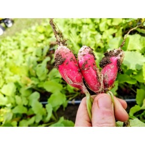 Radish 'French Breakfast' Seeds (Certified Organic)