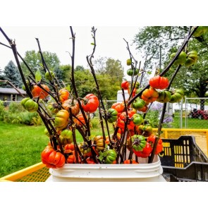 Eggplant 'Pumpkin on a Stick'