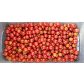 Tomato 'Matt's Wild Cherry' Seeds (Certified Organic)