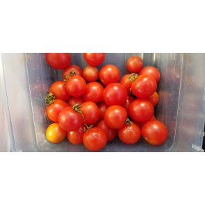 Tomato 'Tommy Toe' Seeds (Certified Organic)