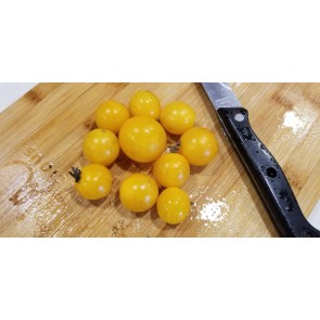 Tomato 'Small Yellow Cherry RD' 
