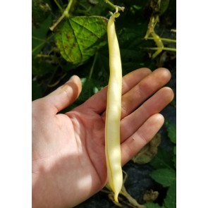 Bush Wax Bean 'Pencil Pod' Seeds (Certified Organic)