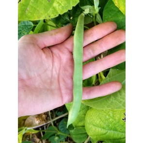 Pole Bean 'Cherokee Trail of Tears' 