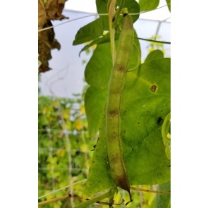 Pole Bean 'Cherokee Trail of Tears' Seeds (Certified Organic)