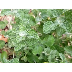 White Horehound 