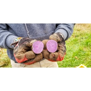 Certified Organic Adirondack Blue Seed Potatoes - 2023 Spring - Harvested on our Farm