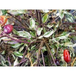 Hot Ornamental Pepper ‘Calico’ Seeds (Certified Organic)