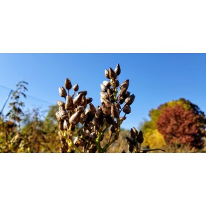 Flowering Tobacco 'Hot Chocolate' Seeds (Certified Organic)