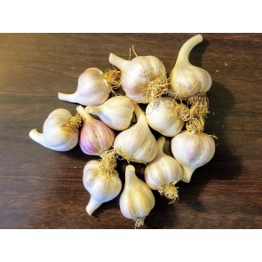 Certified Organic Purple Italian Culinary Garlic Harvested on our Farm - 4 oz. Bag