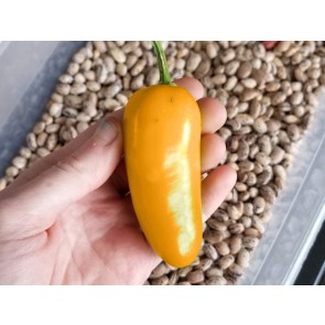 Hot Pepper 'NuMex Pumpkin Spice Jalapeno' 