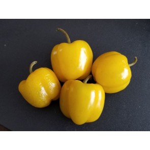 Sweet Pepper ‘Mini Yellow Bell’ Seeds (Certified Organic)