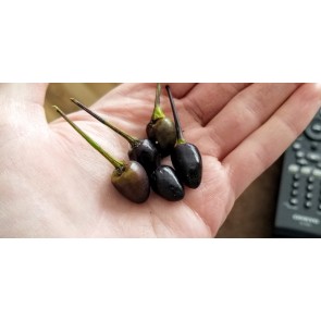Hot Ornamental Pepper ‘Black Prince’ Seeds (Certified Organic)