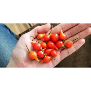 Hot Pepper ‘Biquinho’ Seeds (Certified Organic)