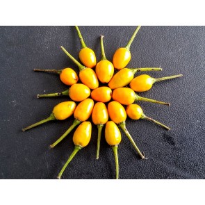 Hot Pepper ‘Yellow Pequin’ 