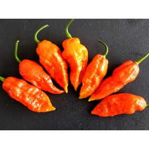 Hot Pepper ‘Bhut Jolokia' AKA 'Ghost Pepper’ 