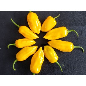 Hot Pepper 'Lemon Habanero'