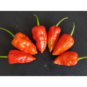 Hot Pepper 'Naga Morich'