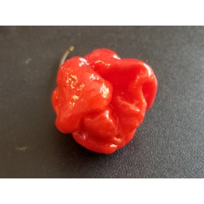 Hot Pepper 'Moruga Red Monster' Seeds (Certified Organic)