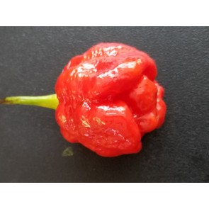 Hot Pepper 'Moruga Red Monster'