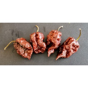 Hot Pepper ‘BBG7 x SRTSL Chocolate’ Seeds (Certified Organic)