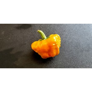 Hot Pepper 'Jamaican Yellow Scotch Bonnet' Seeds (Certified Organic)