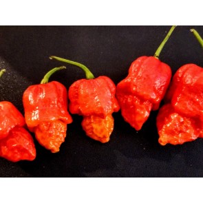 Hot Pepper ‘Apocalypse Scorpion’ 