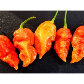 Hot Pepper ‘Ghor Pion' 