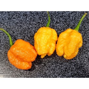 Hot Pepper ‘Peach Carolina Reaper'