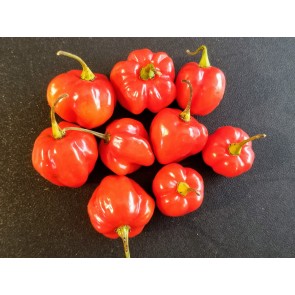 Hot Pepper ‘Red Scotch Bonnet’ 