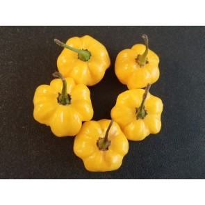 Hot Pepper ‘Yellow Scotch Bonnet’ Seeds (Certified Organic)