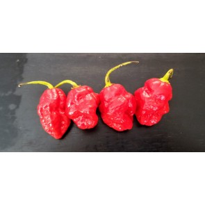 Hot Pepper ‘Trinidad 7 Pot’ Seeds (Certified Organic)