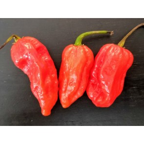 Hot Pepper 'Red Devil's Tongue' Seeds (Certified Organic)