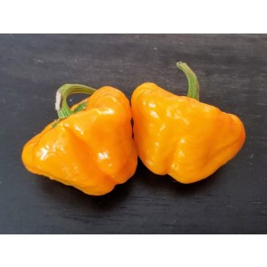 Hot Pepper 'Jamaican Yellow Scotch Bonnet' 