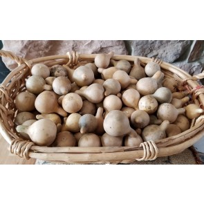 10, 25, or 50 Quality Mini Pear / Tennessee Spinning Gourds - Dried and Cleaned for Crafts