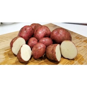 Certified Organic Red Pontiac Seed Potatoes - 2023 Spring - Harvested on our Farm