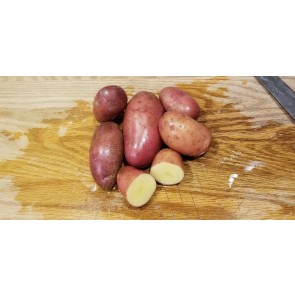 Certified Organic French Fingerling Seed Potatoes - 2023 Spring - Harvested on our Farm 