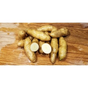 Certified Organic Russian Banana Fingerling Seed Potatoes - 2023 Spring - Harvested on our Farm