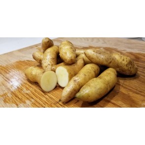 Certified Organic Russian Banana Fingerling Seed Potatoes - 2020 Spring - Harvested on our Farm