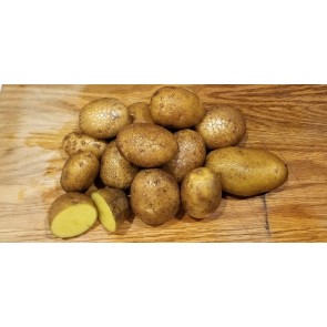 Certified Organic German Butterball Seed Potatoes - 2023 Spring - Harvested on our Farm