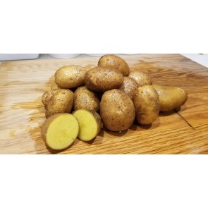 Certified Organic German Butterball Seed Potatoes - 2020 Spring - Harvested on our Farm