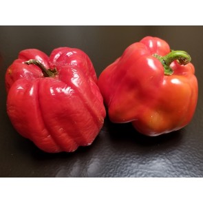 Hot Pepper ‘Aji Dulce' Seeds (Certified Organic)