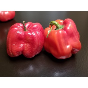 Hot Pepper ‘Aji Dulce' Seeds (Certified Organic)