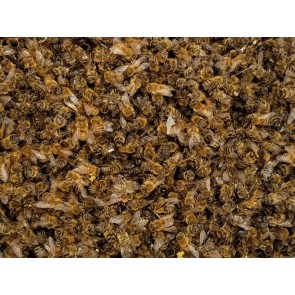 Natural Dried Dead Body Honey Bees (Podmore) from our Hives - 10 grams - Apis mellifera