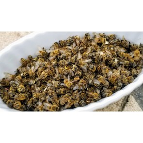 Natural Dried Dead Body Honey Bees (Podmore) from our Hives - 10-50 grams - Apis mellifera