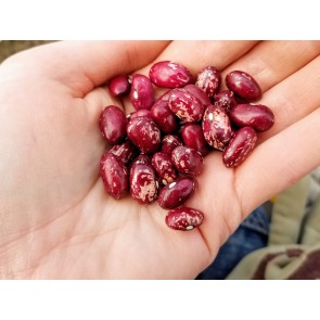 Bush Snap Bean 'Whipple' Seeds (Certified Organic)