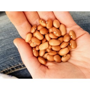 Bush Snap Bean 'Red Swan' Seeds (Certified Organic)