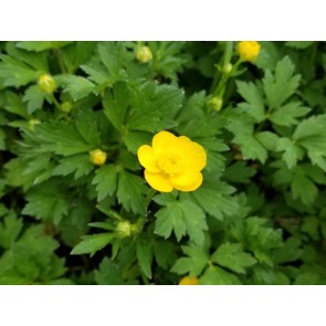 Creeping Buttercup Seeds (Certified Organic)