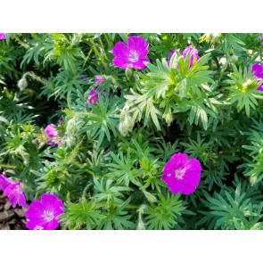 Hardy Geranium AKA Bloody Cranesbill Seeds (Certified Organic)