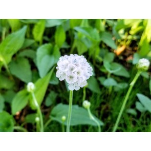 Sea Thrift 'Alba' Seeds (Certified Organic)