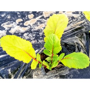 Leaf Radish 'Sasai' Seeds (Certified Organic)